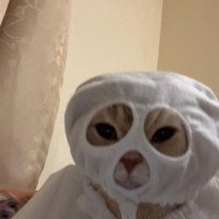 Cat Dada (@realtradey) 's Twitter Profile Photo Cat Dada (@realtradey) 's Twitter Profile Photo