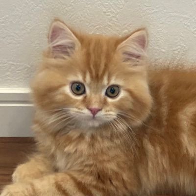Cindy_0414's profile picture. しがないプログラマです。