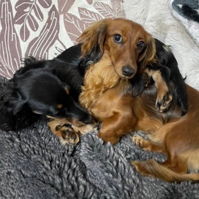 kinnrm104_46's profile picture. ルナ（カニヘンダックス︎︎ レッド♀ 2歳） モモ（ミニチュアダックス︎︎ ブラックタン♀ 1歳） 先代犬ジュリ18歳7ヶ月🌈