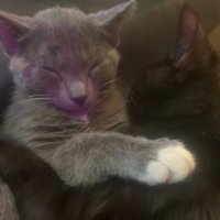 S (@sketchytko) 's Twitter Profile