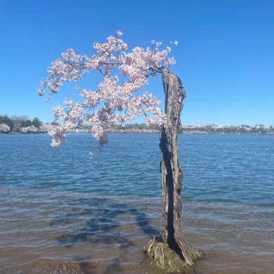 在米30年弱。DC、メリーランド州、バージニア州に住みこの地域(特に不動産)に詳しい。ワシントン支局発のウソ報道には騙されないよ👅。嫌い: 偽善 遺憾 持続可能 SDGs リベラル 共産主義 自公維 筋が通されない事。とても疑い深い性格で口は悪いです。*日本保守党党員 (Header: 三郎さん@kakoeshi)