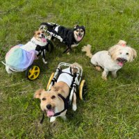 НЕЗЛАМНИЙ ГУРТОЖИТОК (@trusiki_bobra) 's Twitter Profile Photo НЕЗЛАМНИЙ ГУРТОЖИТОК (@trusiki_bobra) 's Twitter Profile Photo
