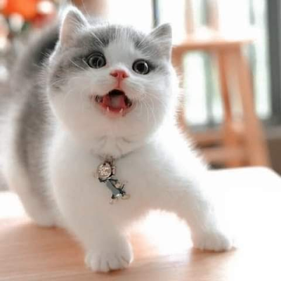 DeryEmelia47258's profile picture. 