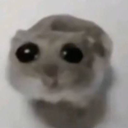 Meow6543's profile picture. Meow