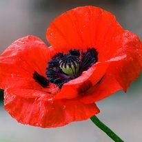 FoglesongS11581's profile picture. 