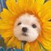 bingybong⭐️ (@sillypicklex) Twitter profile photo bingybong⭐️ (@sillypicklex) Twitter profile photo