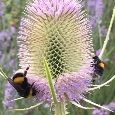 Retired from taking others #beachcombing. Spending my days #gardening for #wildlife 🦔🐝🦋🐞🐛🕷️🪱, baking 🧁, reading 📖, jigsawing 🧩 & travelling 🗺️