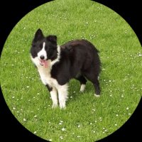 Peio (@peibasque) 's Twitter Profile