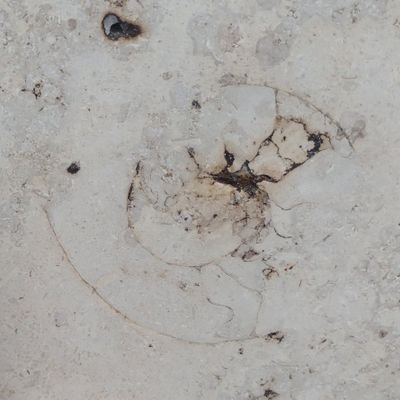 Fósiles que aparecen en las rocas de construcción en Argentina.
🗺️mapa: https://t.co/grIajINPDH
✉️enviá tu registro: https://t.co/dXTBmmODLZ