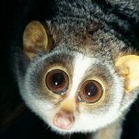 Horton Loris - @HortonLoris Twitter Profile Photo