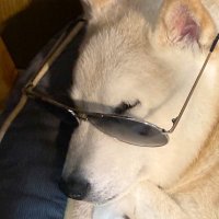 セキトモ (@ac_tomo2024) Twitter profile photo