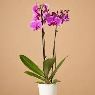 kirkpatric88469's profile picture. 