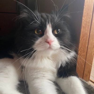 hollandlop103's profile picture. 