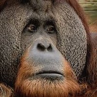 Big Dav (@greyhound_dave) 's Twitter Profile