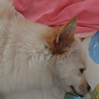 wangcaima（互fo） (@wangcaima2610) Twitter profile photo