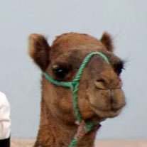The camel that almost broke Countess Luann’s back. Former star of #RHONY.