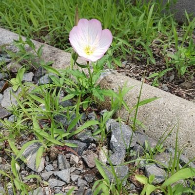 hura_495's profile picture. 太鼓6だん