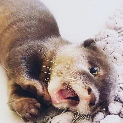 Da🦦Otterside