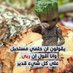 سلام يا بلد الكلام (@slam_bld) Twitter profile photo سلام يا بلد الكلام (@slam_bld) Twitter profile photo