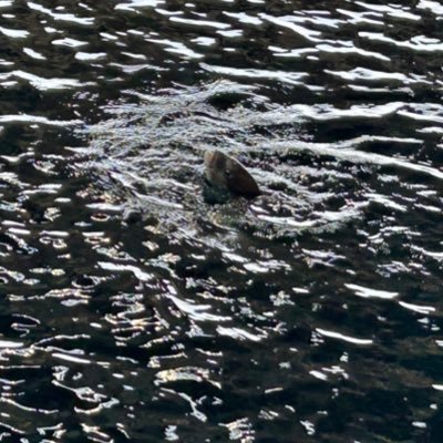 多趣味おじさん/#FEサイファ社畜部/酒神を信じなさい/サウナにハマる/サウナ検定3級/温泉ソムリエ