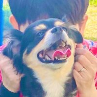 くれあ🐶's Family🌻(@Shin15181531) 's Twitter Profile Photo