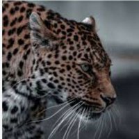 SURW500 (@surw5oo) 's Twitter Profile