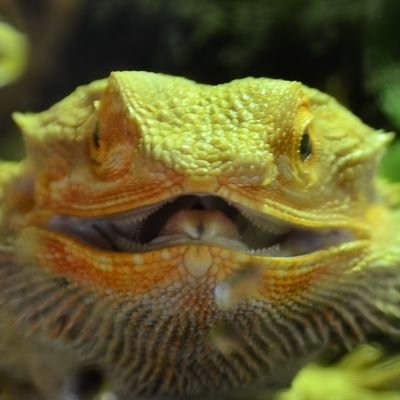 tippaipai0's profile picture. 中身入ってるよ！