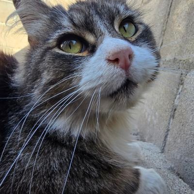 CsaulF's profile picture. Todos te llevaremos en nuestro corazón Julieta