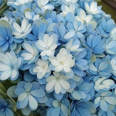 sukimawatch's profile picture. 20↑　🐺🦇、🛁🦚🔄❌　ゲーム垢