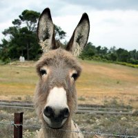 Heinz-Jürgen von Babelsberg (@laberkasten) Twitter profile photo