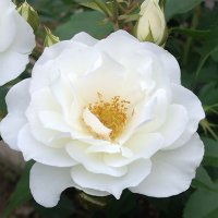 乃愛🔯ヒーリング＆タロット🌟 (@ohanaiine31) 's Twitter Profile Photo