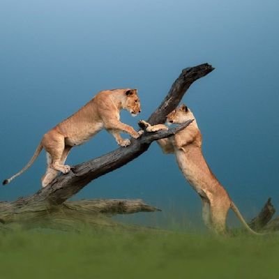 What's trending in the world of tech,love animals and beautiful mother nature,Safari.God is my Refuge and Strength,I Trust Him.