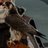 abdulmalik5225's profile image