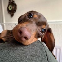 ˚ æ-pairry ･ᴗ･ (@pairss) 's Twitter Profile