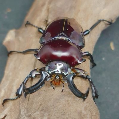 激レア　青いクリスマスビートル　昆虫標本　虫 Modeling Beetle,” a type of insect figure in which you don't