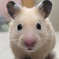 のばら🍞 (@wildrose_21apr) 's Twitter Profile Photo のばら🍞 (@wildrose_21apr) 's Twitter Profile Photo