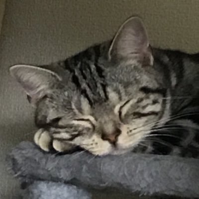 🐈 アメリカンショートヘア 🎋2019年7月7日産まれの女の子/猫垢さんフォロバします💁🏻♀️猫、車が大好き/だんご以外に6匹の猫と生活してます🐱💕小さい頃の写真も載せていきます 動画投稿してます♪見てくださいね〜