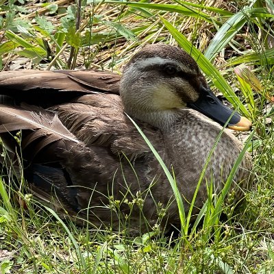 kamorin1216's profile picture. 