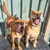 Bertie and Mabel's Maw (@mrsjno_more) Twitter profile photo Bertie and Mabel's Maw (@mrsjno_more) Twitter profile photo