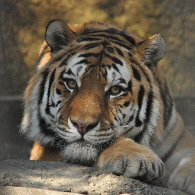 punicoccopuni's profile picture. 大型ネコ科愛好家。旭山動物園が大好き🫶🏻いい写真が撮れたら嬉しい😊