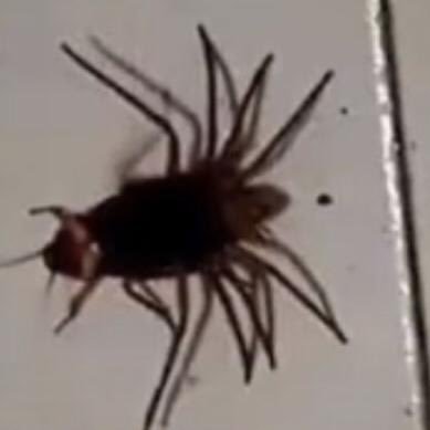 GamingRoachBruh's profile picture. I enjoy admiring anime art