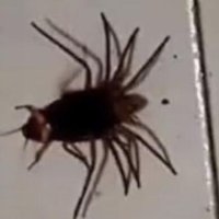 DeRoache (@gamingroachbruh) 's Twitter Profile