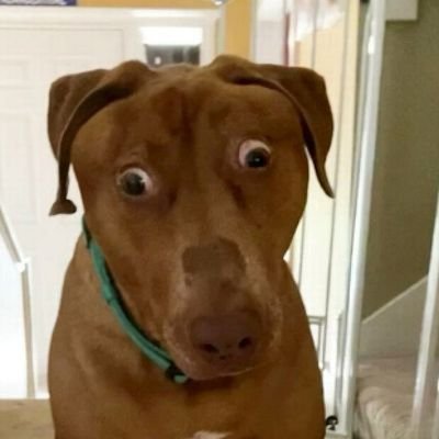 FireDragonOlexa's profile picture. А що у нас тут відбувається?