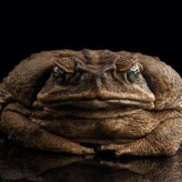 marketfrauds (@stockmannnbroo) 's Twitter Profile