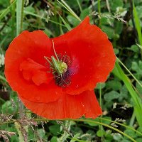 Poppy for Life (@smilgeoff) 's Twitter Profile