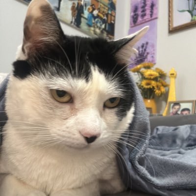 paulloweber's profile picture. 100% jardim irene