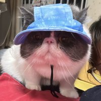 wwwwilson (@wwwwilson8) 's Twitter Profile