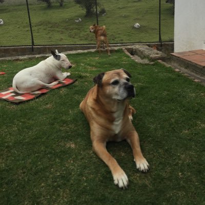 Dogs, food,travel