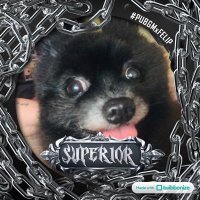 Persimon Blueberry (@blupers2016) 's Twitter Profile