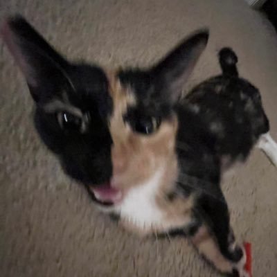 grembalina's profile picture. being awesome is my job and business is booming